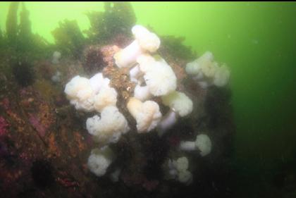 plumose anemones on the side of a small wall