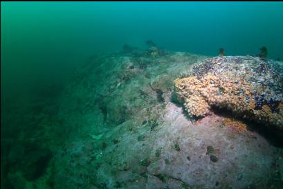 zoanthids on side of reef