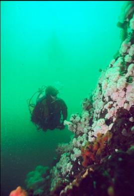 SMALL PLUMOSE ANEMONES