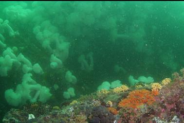 staghorn bryozoans on rock in front of wall