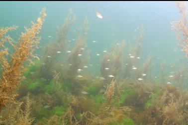 juvenile perch in shallows