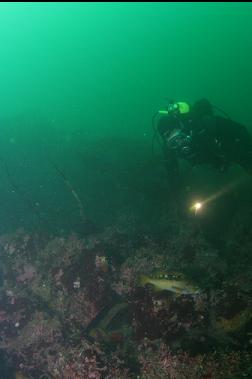 YELLOW-TAIL ROCKFISH