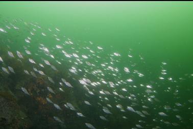 SMALL PERCH IN SHALLOWS