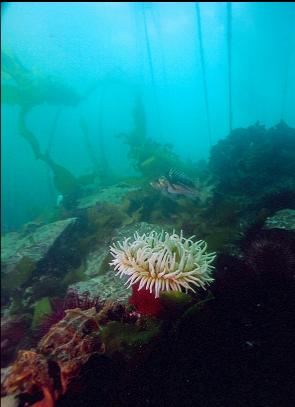 FISH-EATING ANEMONE AND COPPER ROCKFISH