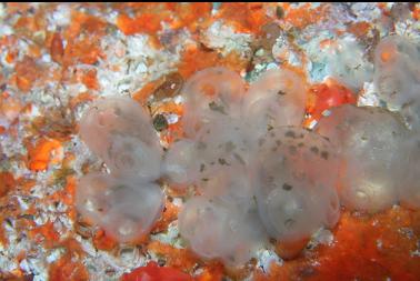 TUNICATES