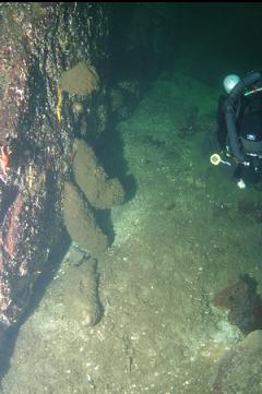 BOOT SPONGES AT BASE OF WALL