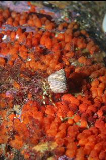 HERMIT CRAB AND TUNICATES