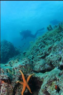 SEASTAR IN SHALLOWS