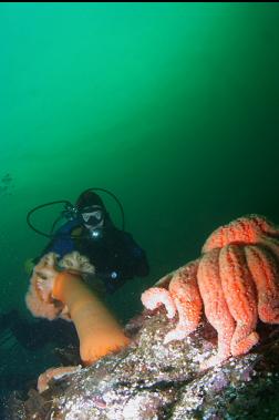 anemone and sunflower star