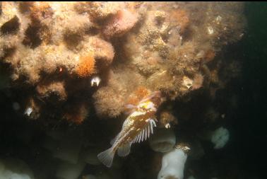 copper rockfish