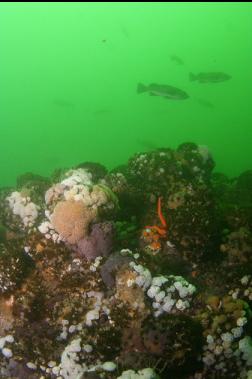 black rockfish above reef