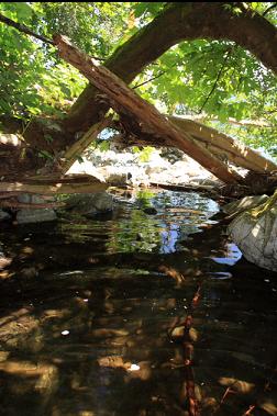 lowest pool and screen of trees