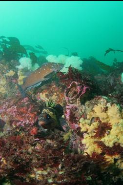 quillback rockfish and kelp greenling