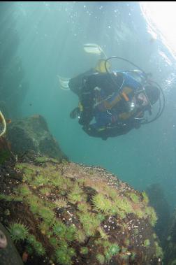 anemones under boat