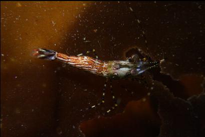 shrimp on kelp