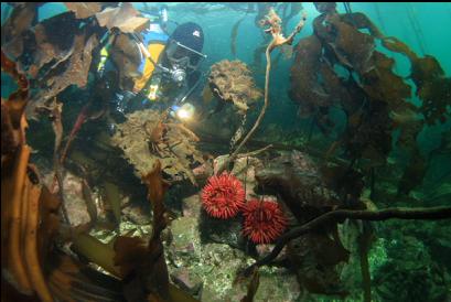 anemones