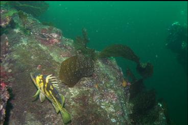 COPPER ROCKFISH