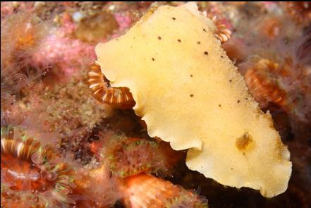 nudibranch and cup corals