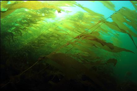 giant kelp