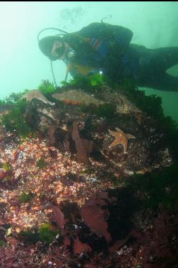 ABOVE SHALLOW REEF