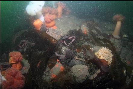 kelp crabs at the base of the wall