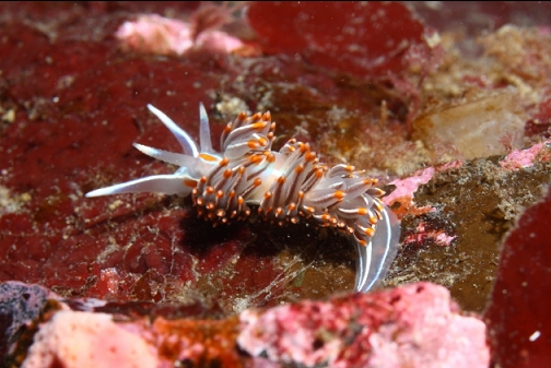 nudibranch