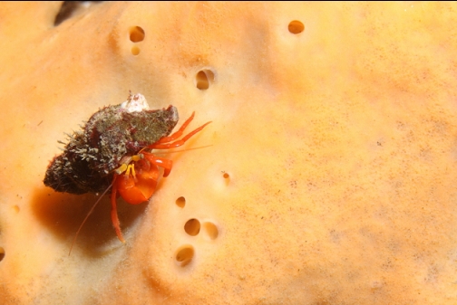 hermit crab on a sponge