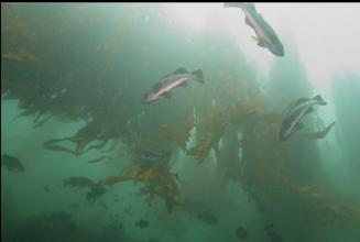 ROCKFISH IN KELP