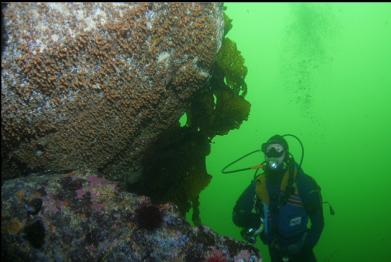 ZOANTHIDS ON BOULDER