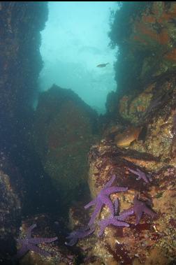 CANYON IN SHALLOWS