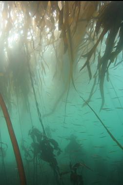 tube snouts in kelp