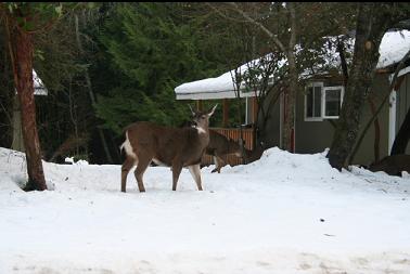 Deer by side of road