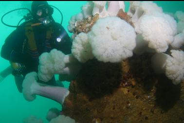 plumose anemones