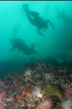 crimson anemones