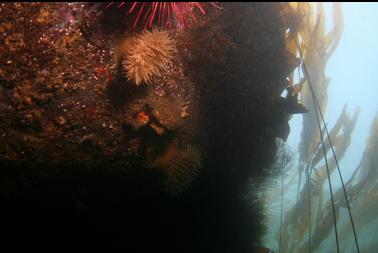 anemones