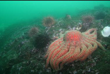 sunflower star and urchins