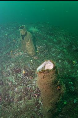 chimney sponges