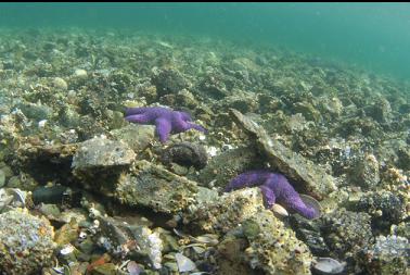 seastars near surface