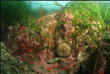 anemone and surfgrass