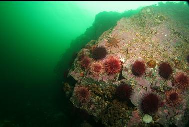 urchins on reef