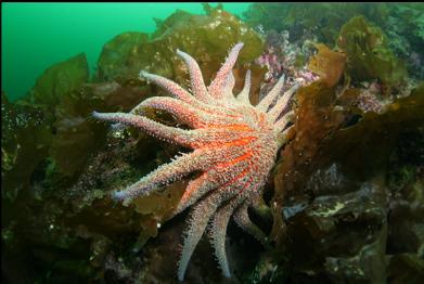 sunflower star and bottom kelp