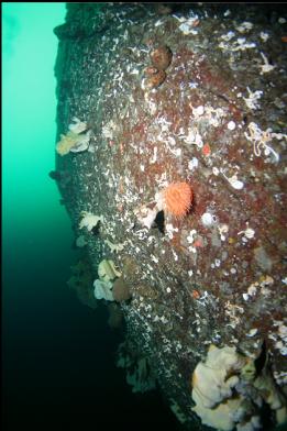 swimming anemone and small sponges on wall