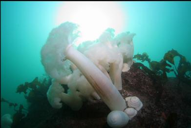 plumose anemones 