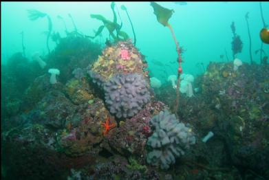 tunicates on top of reef