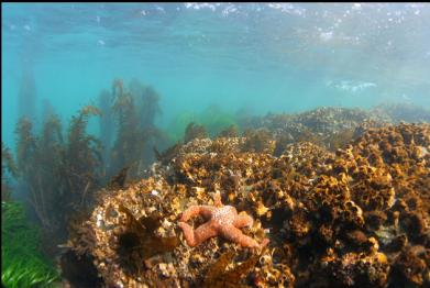 seastar in shallows