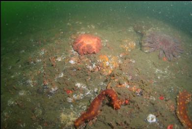 orange plumose anemone without stalk near bottom of slope