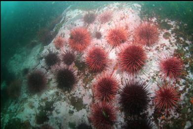 urchins at base of rocky slope