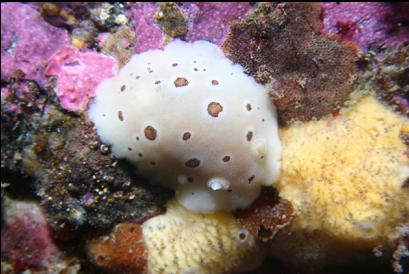 leopard dorid nudibranch