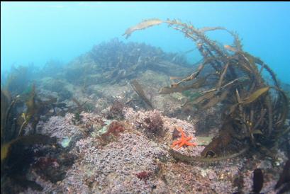 top of shallow reefs