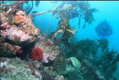 fish-eating anemone